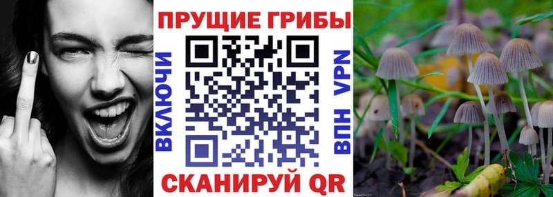 наркота  Исилькуль  Галлюциногенные грибы Psilocybe 